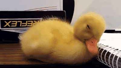 ordek.gif